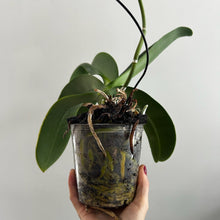 Load image into Gallery viewer, Hand holding a small potted plant with a plain background