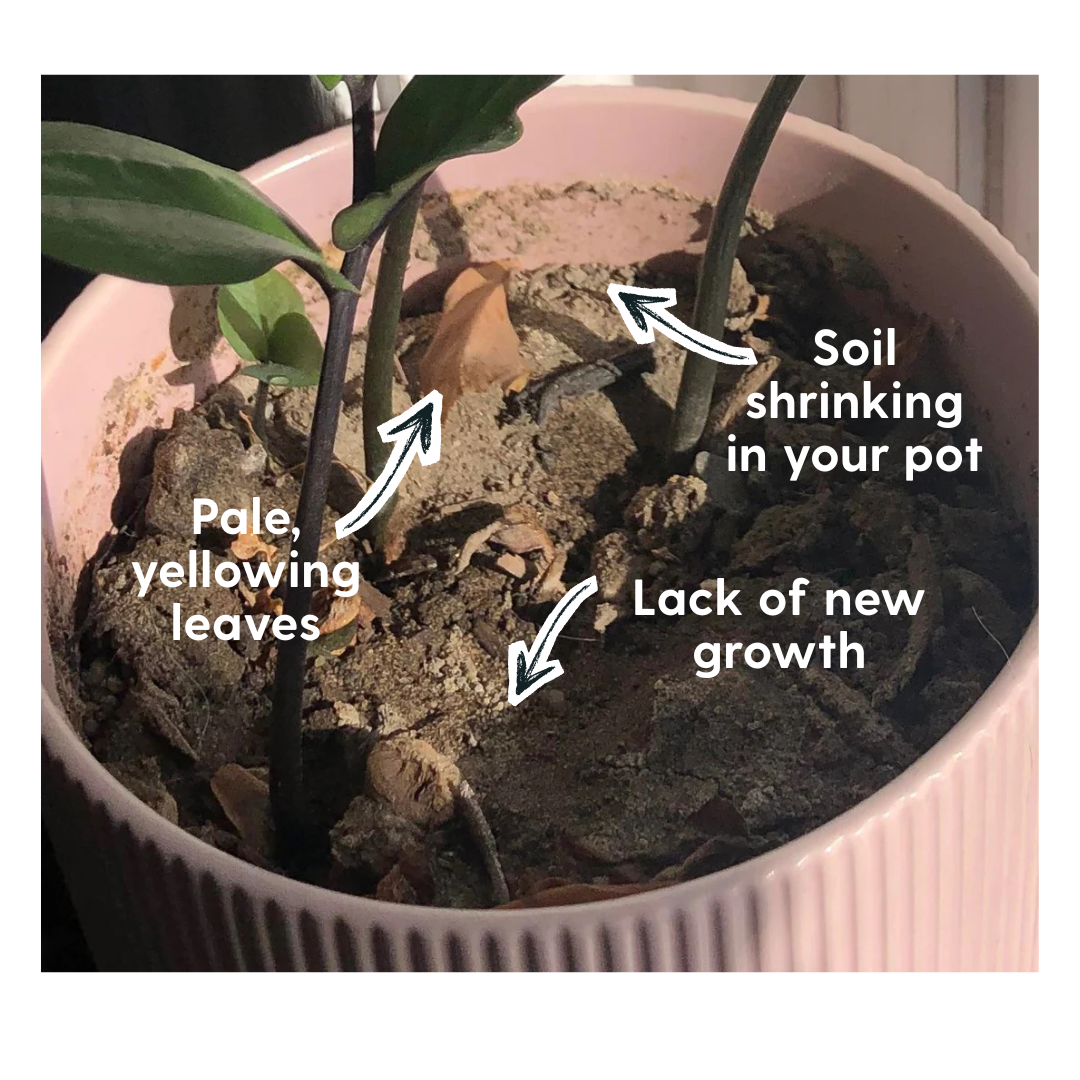 Is Your Soil Trying To Tell You Something?