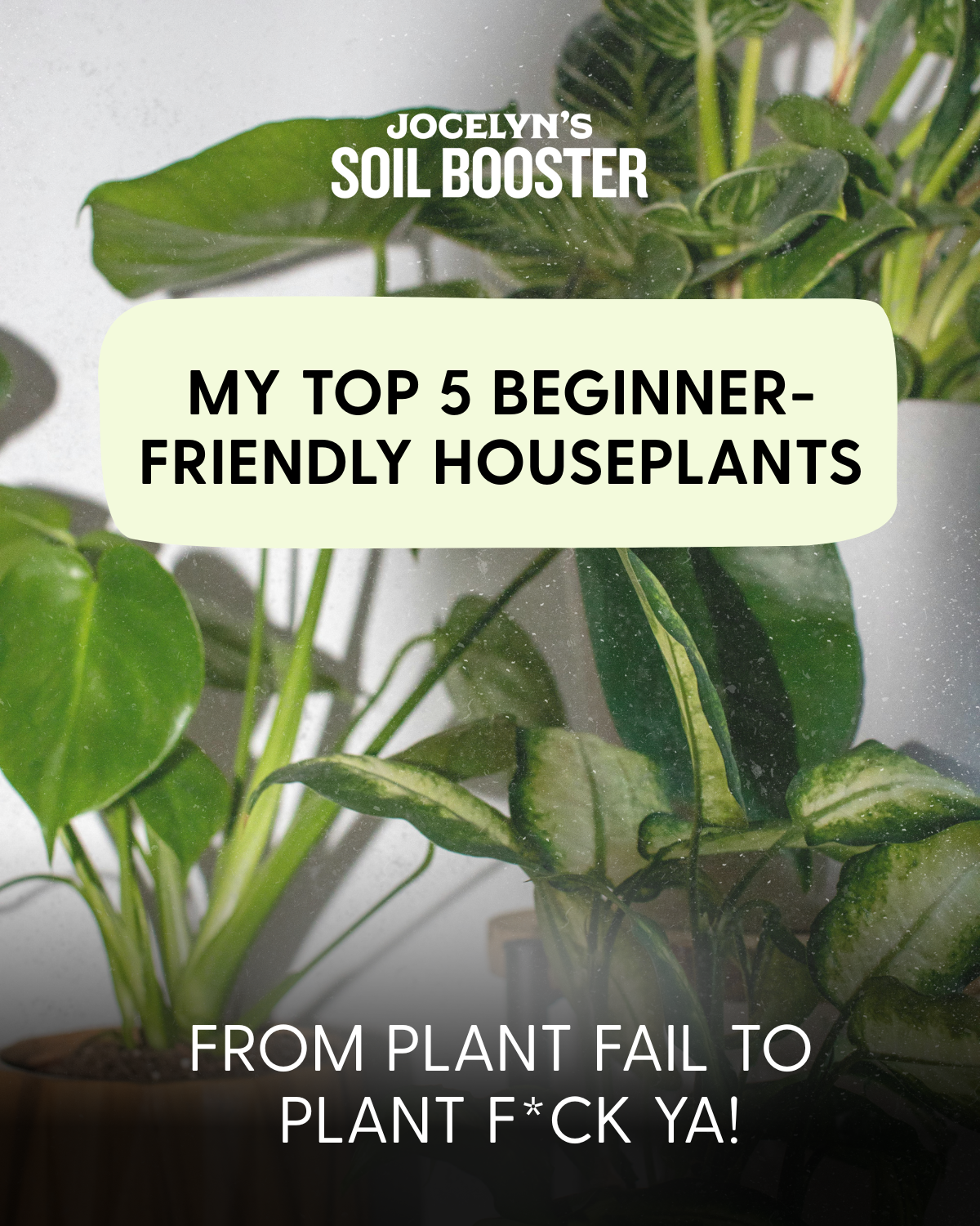 New to Plants? Start With These 5 Fail-Proof Favourites