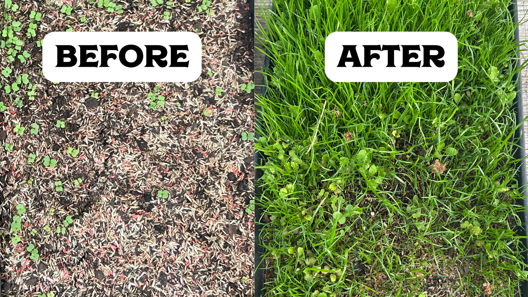 Organic Lawn Care: 7 Steps to a Greener, Healthier Lawn (Naturally)