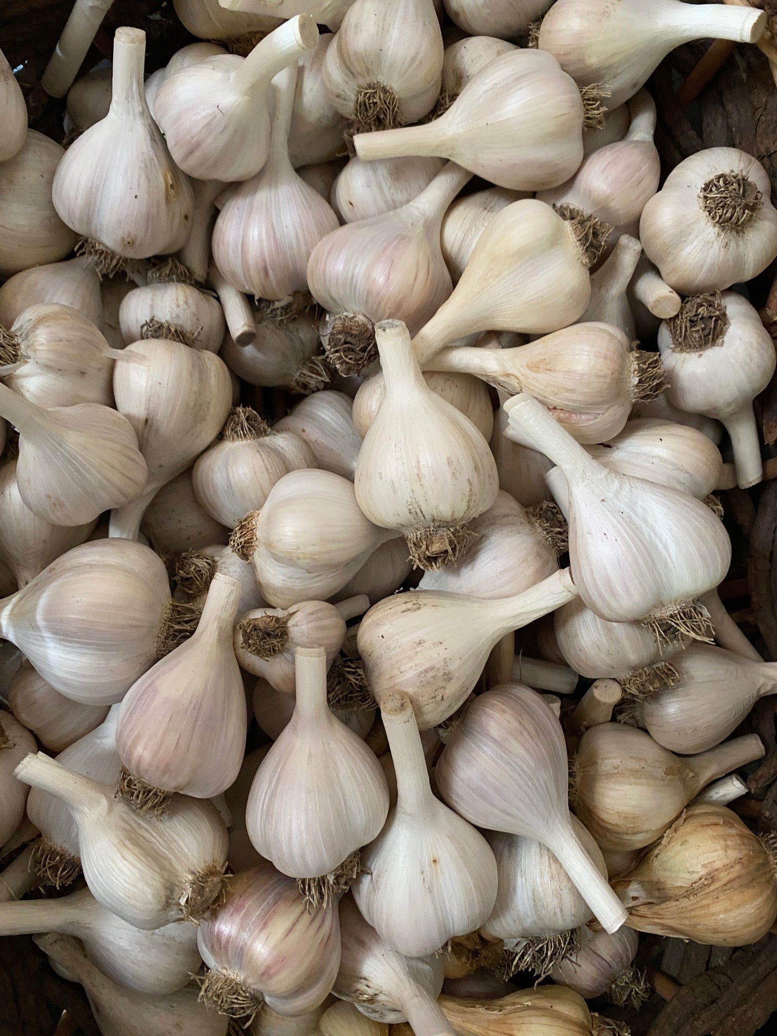 Garlic bulbs ready for planting