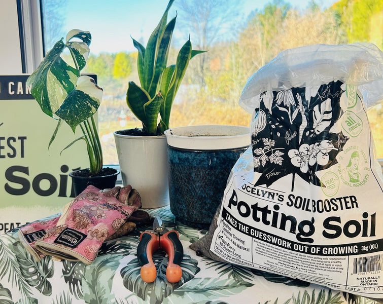 Fall Self-Care: Tending to Me & My Plants