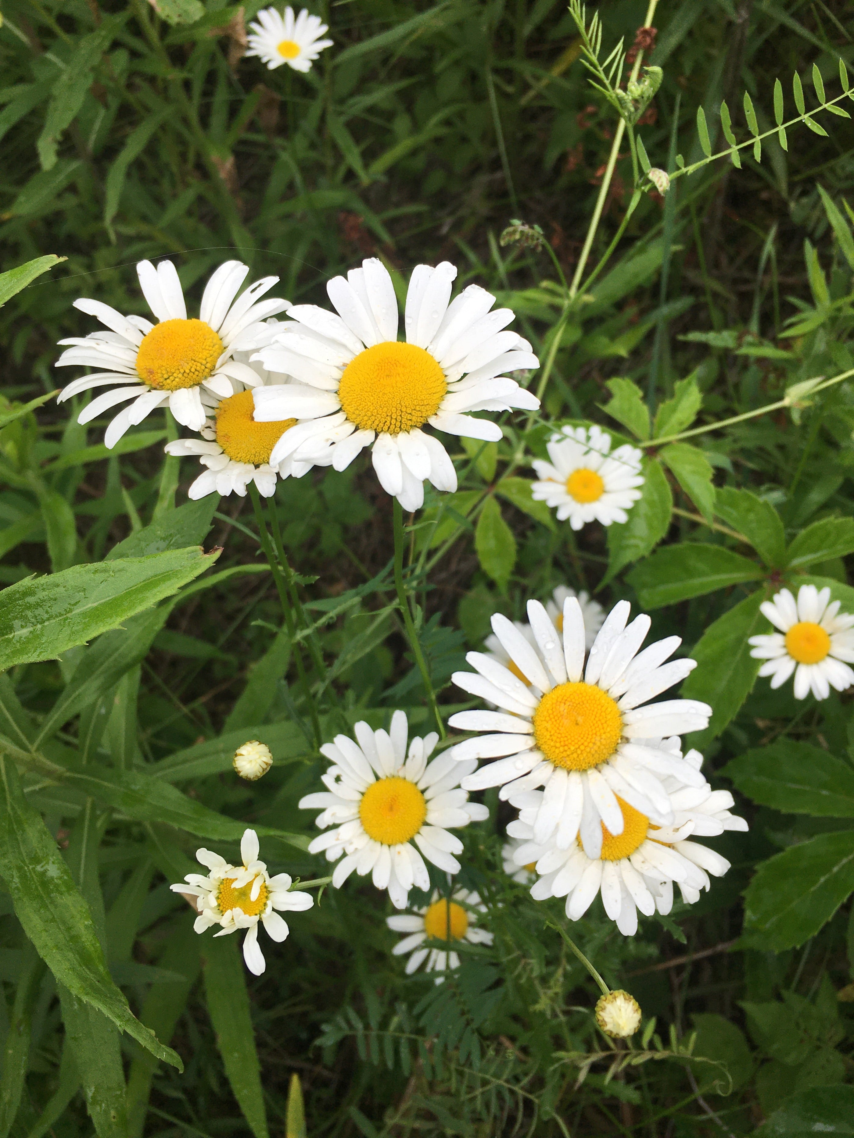 How to Get Microbes Working for You! Replenish Your Soil with Diverse Microbes