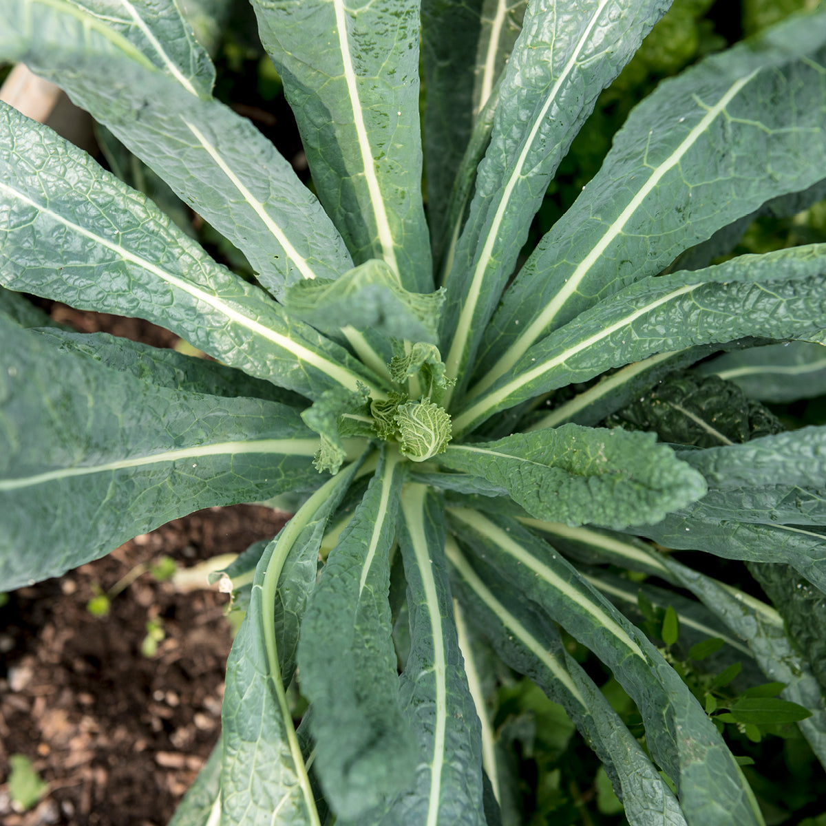 How to Get Microbes Working for You!  Cover Crops: A Regenerative Tool for Your Garden’s Soil