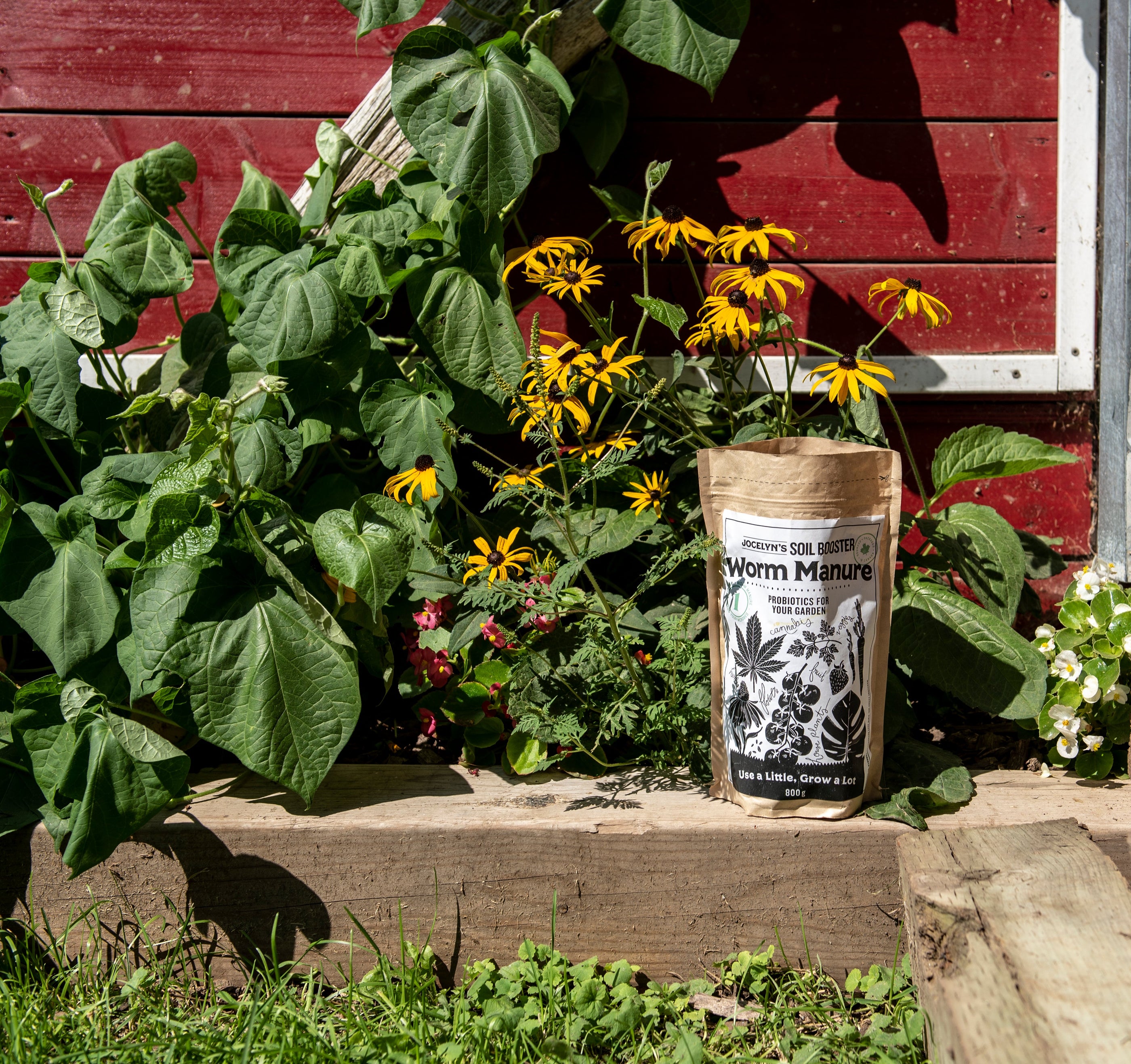Why Worm Manure is Perfect for Feeding Flowering Plants
