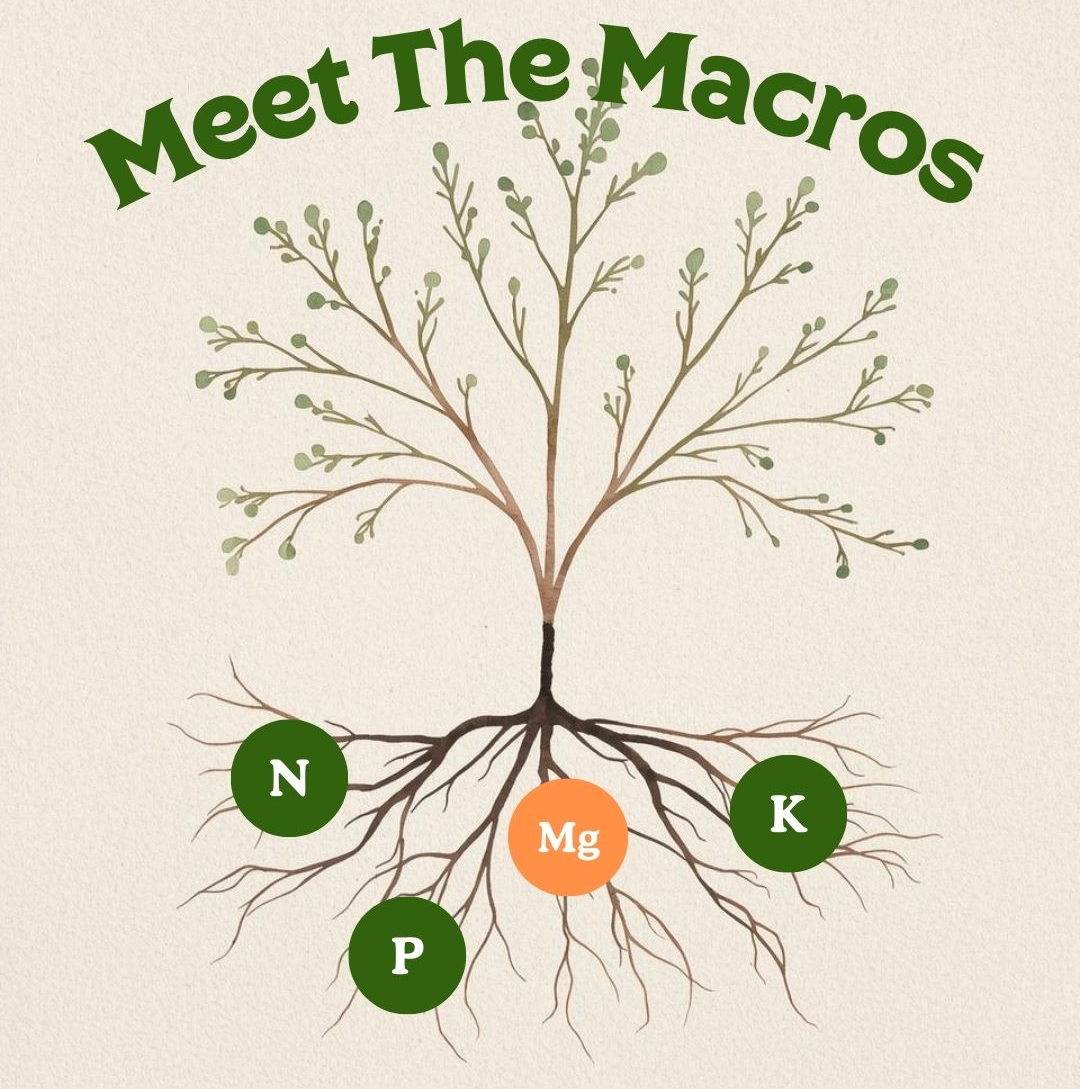 Healthy Soil vs. Healthy Supplements