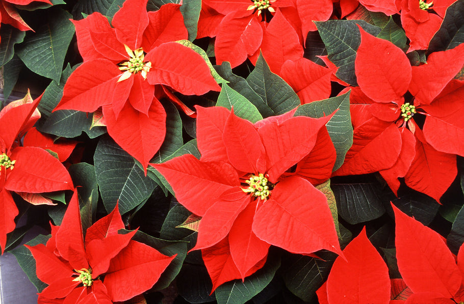 Three Holiday Plants to Brighten Your Home
