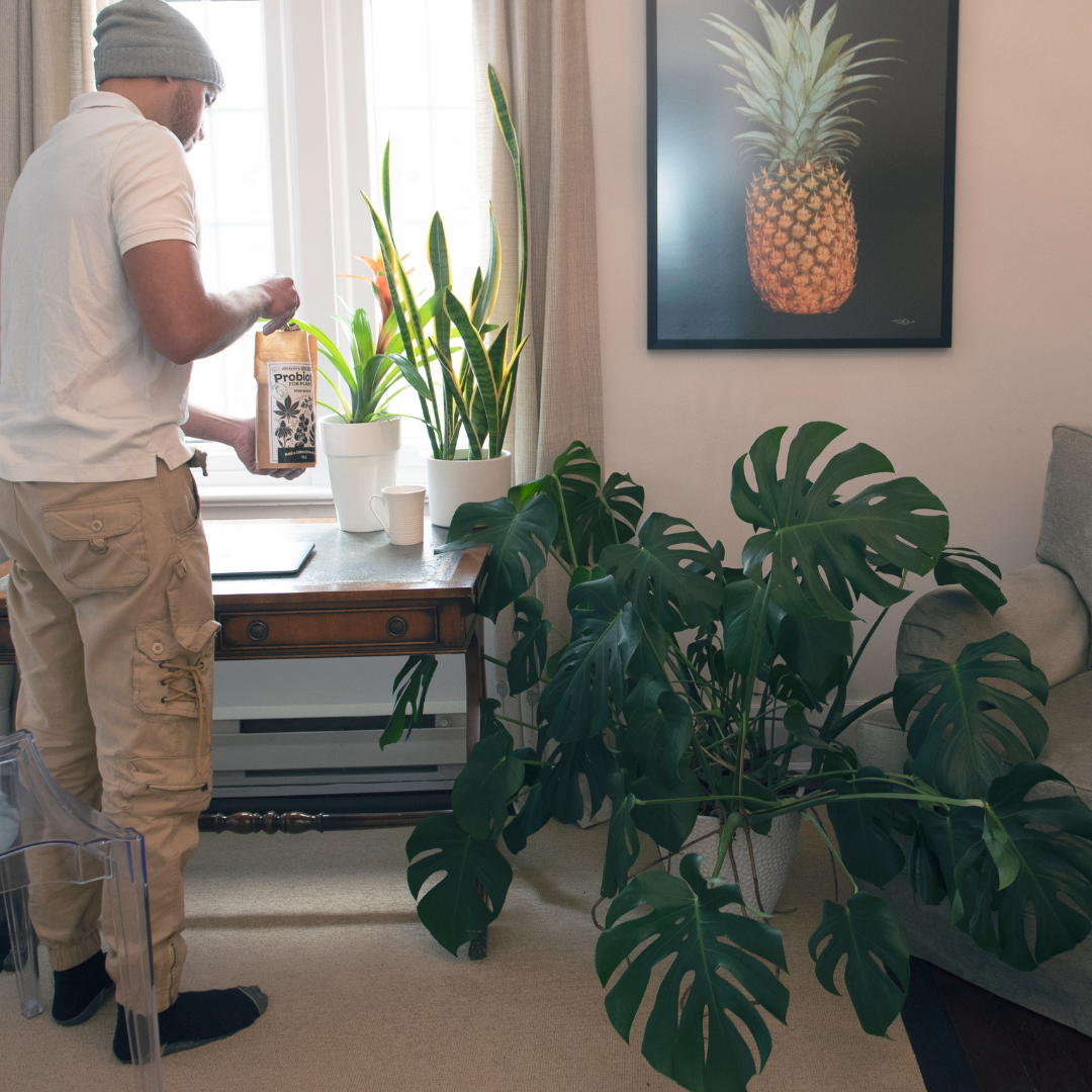 Man is using Jocelyn's Soil Booster on a Snake plant in direct sunlight and a Monstera plant sits in indirect sunlight.