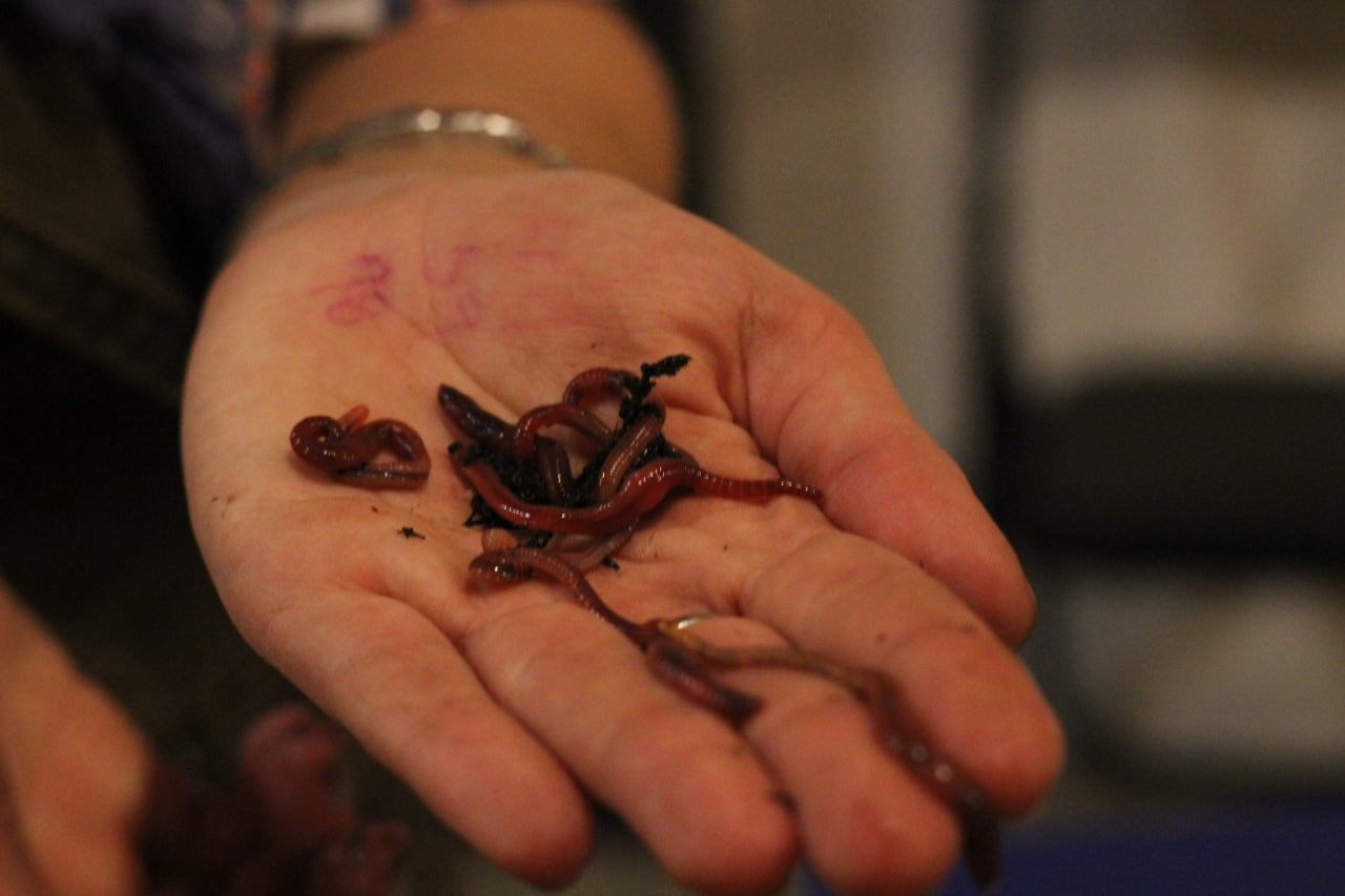Get Microbes Working for You: How Worm Castings Help Plants Combat Pests