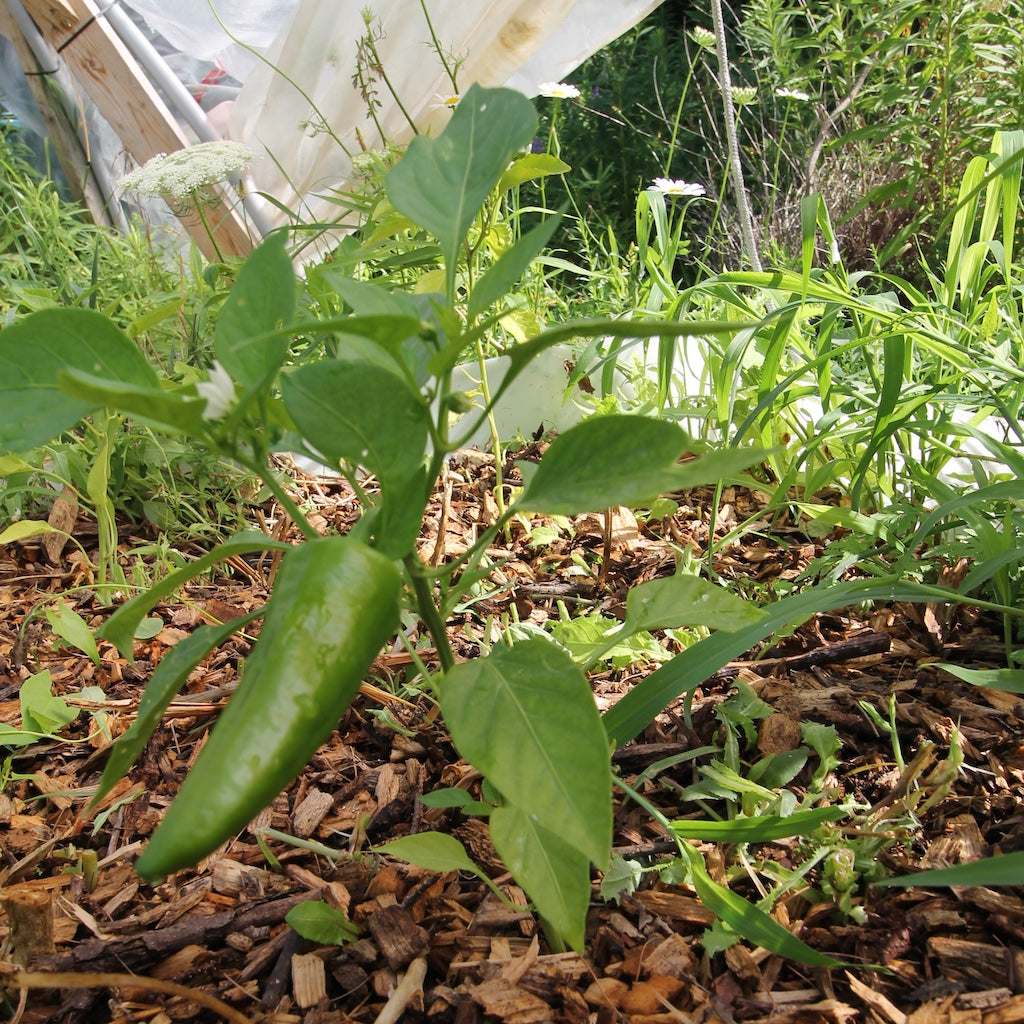 Protect Your Plants While Away on Vacation by Increasing Soil Moisture Levels