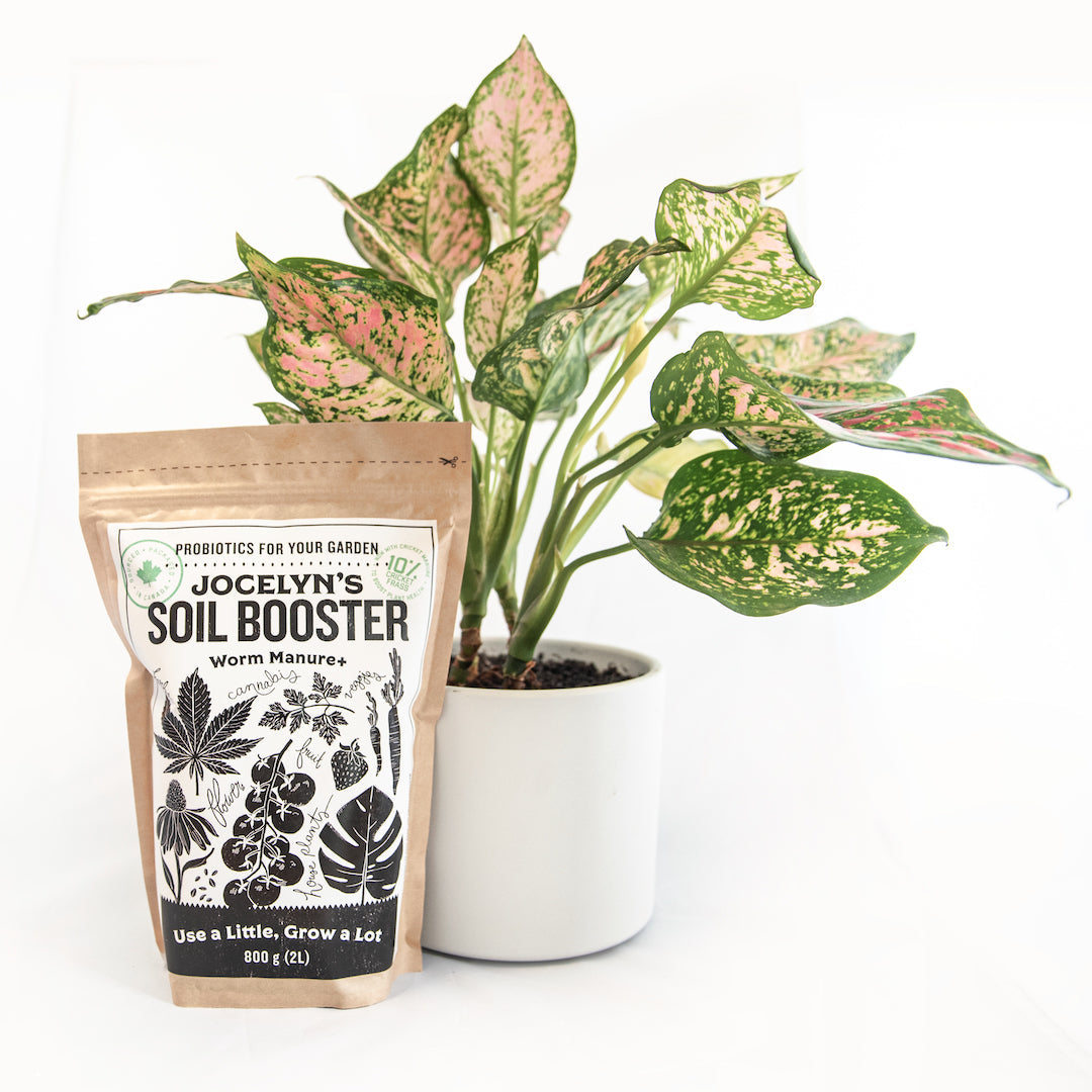 4 Health Reasons to Have Indoor Plants this Winter