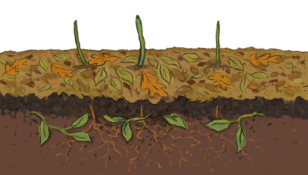 Tucking Your Garden In: The Regenerative Way