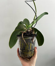 Load image into Gallery viewer, The Ultimate Orchid Trio
