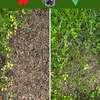 'Lawn Lover' Regenerative Lawn Care (Worm Manure + Cricket Frass)