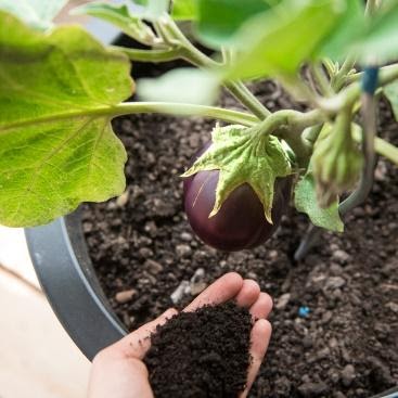 'Probiotics for Plants' Worm Manure (Worm Castings)