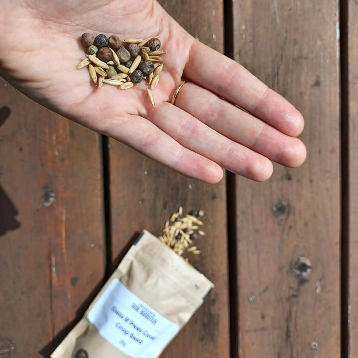 Hand holding oats and peas seed with open bag in background